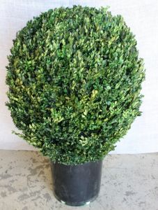 40 inch  Boxwood Globe Topiary